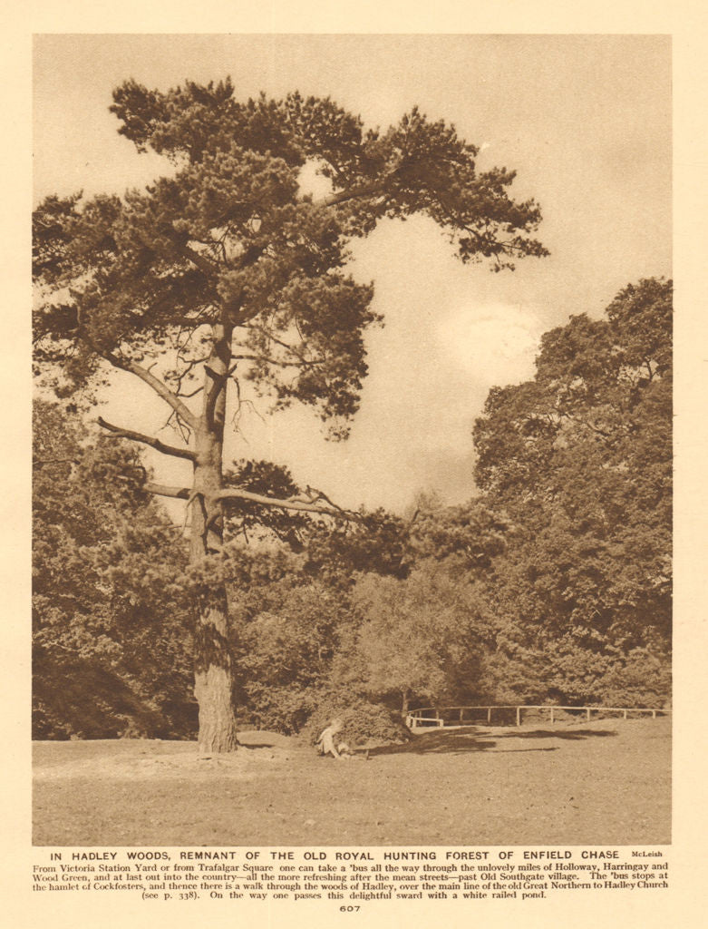 In Hadley Woods, the Royal hunting forest of Enfield Chase 1926 old print